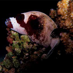Underwater photographer Vyv Wilkins, pufferfish