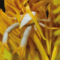 Crab by Paul Woodburn