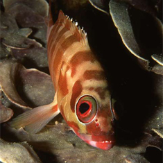 Squirrelfish by James Woodward