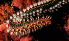 Bearded Fireworm. Photo: Pete Bullen