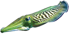 Cuttlefish