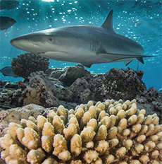 Sharky shark Sharky shark