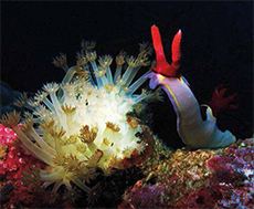 Coral Cay Philippines Coral Cay Philippines
