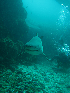 Raggedtooth shark