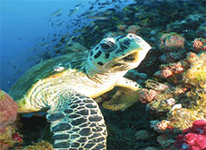 Turtle